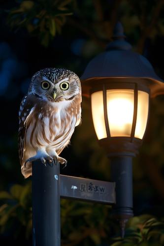 The Christmas Wardrobe: Nocturnal Owls, Wandering Trees, and Celestial Wonders | AD